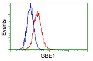 GBE1 Antibody - Flow cytometry of Jurkat cells, using anti-GBE1 antibody, (Red) compared to a nonspecific negative control antibody (Blue).