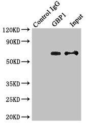 GBP1 Antibody - Immunoprecipitating GBP1 in MCF-7 whole cell lysate Lane 1: Rabbit monoclonal IgG (1µg) instead of GBP1 Antibody in MCF-7 whole cell lysate.For western blotting, a HRP-conjugated anti-rabbit IgG, specific to the non-reduced form of IgG was used as the Secondary antibody (1/50000) Lane 2: GBP1 Antibody (4µg) + MCF-7 whole cell lysate (500µg) Lane 3: MCF-7 whole cell lysate (20µg)