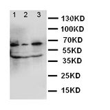 GBP1 Antibody - WB of GBP1 antibody. Lane 1: U87 Cell Lysate. Lane 2: HELA Cell Lysate. Lane 7: MCF-7 Cell Lysate.