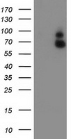 GBP1 Antibody - HEK293T cells were transfected with the pCMV6-ENTRY control (Left lane) or pCMV6-ENTRY GBP1 (Right lane) cDNA for 48 hrs and lysed. Equivalent amounts of cell lysates (5 ug per lane) were separated by SDS-PAGE and immunoblotted with anti-GBP1.