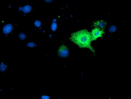 GBP1 Antibody - Anti-GBP1 mouse monoclonal antibody immunofluorescent staining of COS7 cells transiently transfected by pCMV6-ENTRY GBP1.