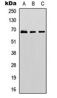 GBP1 Antibody - Western blot analysis of GBP1 expression in HeLa (A); SHSY5Y (B); rat muscle (C) whole cell lysates.