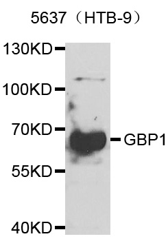 GBP1 Antibody - Western blot analysis of extract of 5637 cell lines.