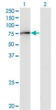 GBP2 Antibody - Western Blot analysis of GBP2 expression in transfected 293T cell line by GBP2 monoclonal antibody (M03), clone 2A10.Lane 1: GBP2 transfected lysate (Predicted MW: 67.2 KDa).Lane 2: Non-transfected lysate.