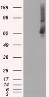 GBP2 Antibody - HEK293T cells were transfected with the pCMV6-ENTRY control (Left lane) or pCMV6-ENTRY GBP2 (Right lane) cDNA for 48 hrs and lysed. Equivalent amounts of cell lysates (5 ug per lane) were separated by SDS-PAGE and immunoblotted with anti-GBP2.