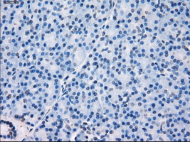 GBP2 Antibody - Immunohistochemical staining of paraffin-embedded pancreas tissue using anti-GBP2 mouse monoclonal antibody. (Dilution 1:50).