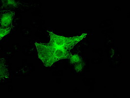 GBP2 Antibody - Anti-GBP2 mouse monoclonal antibody  immunofluorescent staining of COS7 cells transiently transfected by pCMV6-ENTRY GBP2.