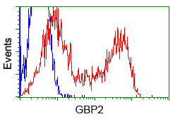 GBP2 Antibody - HEK293T cells transfected with either pCMV6-ENTRY GBP2 (Red) or empty vector control plasmid (Blue) were immunostained with anti-GBP2 mouse monoclonal(Dilution 1:1,000), and then analyzed by flow cytometry.
