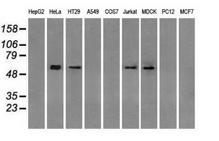 GBP2 Antibody - Western blot analysis of extracts (35ug) from 9 different cell lines by using anti-GBP2 monoclonal antibody.