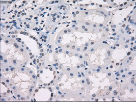 GBP2 Antibody - Immunohistochemical staining of paraffin-embedded Kidney tissue using anti-GBP2 mouse monoclonal antibody. (Dilution 1:50).