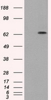 GBP2 Antibody - HEK293T cells were transfected with the pCMV6-ENTRY control (Left lane) or pCMV6-ENTRY GBP2 (Right lane) cDNA for 48 hrs and lysed. Equivalent amounts of cell lysates (5 ug per lane) were separated by SDS-PAGE and immunoblotted with anti-GBP2.