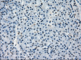 GBP2 Antibody - Immunohistochemical staining of paraffin-embedded pancreas tissue using anti-GBP2 mouse monoclonal antibody. (Dilution 1:50).
