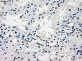 GBP2 Antibody - IHC of paraffin-embedded Kidney tissue using anti-GBP2 mouse monoclonal antibody. (Dilution 1:50).