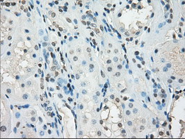 GBP2 Antibody - IHC of paraffin-embedded Kidney tissue using anti-GBP2 mouse monoclonal antibody. (Dilution 1:50).