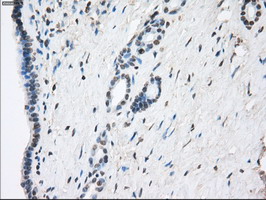 GBP2 Antibody - IHC of paraffin-embedded pancreas tissue using anti-GBP2 mouse monoclonal antibody. (Dilution 1:50).