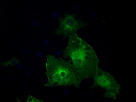 GBP2 Antibody - Anti-GBP2 mouse monoclonal antibody  immunofluorescent staining of COS7 cells transiently transfected by pCMV6-ENTRY GBP2.