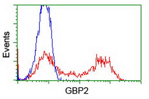 GBP2 Antibody - HEK293T cells transfected with either pCMV6-ENTRY GBP2 (Red) or empty vector control plasmid (Blue) were immunostained with anti-GBP2 mouse monoclonal(Dilution 1:1,000), and then analyzed by flow cytometry.