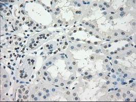 GBP2 Antibody - IHC of paraffin-embedded Human Kidney tissue using anti-GBP2 mouse monoclonal antibody.