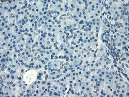 GBP2 Antibody - IHC of paraffin-embedded Human pancreas tissue using anti-GBP2 mouse monoclonal antibody.