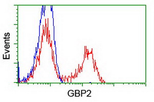 GBP2 Antibody - HEK293T cells transfected with either overexpress plasmid (Red) or empty vector control plasmid (Blue) were immunostained by anti-GBP2 antibody, and then analyzed by flow cytometry.