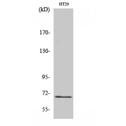 GBP3 Antibody - Western blot of GBP3 antibody