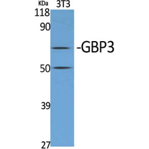 GBP3 Antibody - Western blot of GBP3 antibody