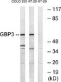 GBP3 Antibody - Western blot analysis of lysates from HT-29 and COLO cells, using GBP3 Antibody. The lane on the right is blocked with the synthesized peptide.