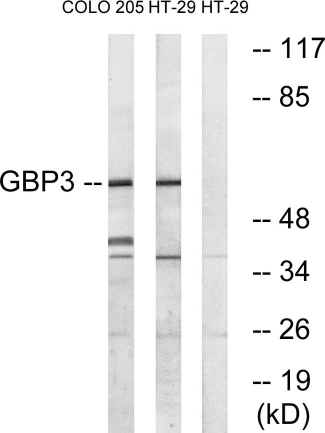 GBP3 Antibody - Western blot analysis of lysates from HT-29 and COLO cells, using GBP3 Antibody. The lane on the right is blocked with the synthesized peptide.