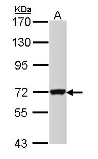 GBP3 Antibody - Sample (30 ug of whole cell lysate). A: Hela. 7.5% SDS PAGE. GBP3 antibody diluted at 1:1000.
