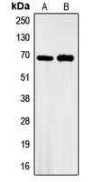 GBP3 Antibody - Western blot analysis of GBP3 expression in A549 (A); HeLa (B) whole cell lysates.