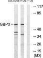 GBP3 Antibody - Western blot analysis of extracts from COLO cells and HT-29 cells, using GBP3 antibody.