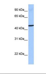 GBP4 / Mpa2 Antibody - Placenta cell lysate. Antibody concentration: 1.0 ug/ml. Gel concentration: 12%.  This image was taken for the unconjugated form of this product. Other forms have not been tested.