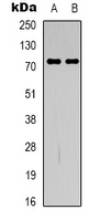 GBP4 / Mpa2 Antibody - Western blot analysis of GBP4 expression in HepG2 (A); RAW264.7 (B) whole cell lysates.