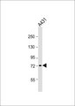 GBP4 / Mpa2 Antibody - Anti-GBP4 Antibody at 1:1000 dilution + A431 whole cell lysate Lysates/proteins at 20 ug per lane. Secondary Goat Anti-Rabbit IgG, (H+L), Peroxidase conjugated at 1:10000 dilution. Predicted band size: 73 kDa. Blocking/Dilution buffer: 5% NFDM/TBST.