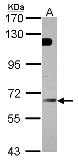 GBP5 Antibody - Sample (30 ug of whole cell lysate). A:293T. 7.5% SDS PAGE. GBP5 antibody diluted at 1:3000.
