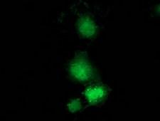 GBP5 Antibody - Anti-GBP5 mouse monoclonal antibody immunofluorescent staining of COS7 cells transiently transfected by pCMV6-ENTRY GBP5.