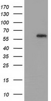 GBP5 Antibody - HEK293T cells were transfected with the pCMV6-ENTRY control (Left lane) or pCMV6-ENTRY GBP5 (Right lane) cDNA for 48 hrs and lysed. Equivalent amounts of cell lysates (5 ug per lane) were separated by SDS-PAGE and immunoblotted with anti-GBP5.