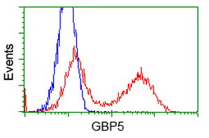 GBP5 Antibody - HEK293T cells transfected with either overexpress plasmid (Red) or empty vector control plasmid (Blue) were immunostained by anti-GBP5 antibody, and then analyzed by flow cytometry.