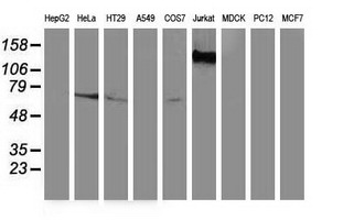GBP5 Antibody - Western blot of extracts (35 ug) from 9 different cell lines by using anti-GBP5 monoclonal antibody.