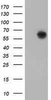 GBP5 Antibody - HEK293T cells were transfected with the pCMV6-ENTRY control (Left lane) or pCMV6-ENTRY GBP5 (Right lane) cDNA for 48 hrs and lysed. Equivalent amounts of cell lysates (5 ug per lane) were separated by SDS-PAGE and immunoblotted with anti-GBP5.