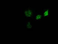 GBP5 Antibody - Anti-GBP5 mouse monoclonal antibody immunofluorescent staining of COS7 cells transiently transfected by pCMV6-ENTRY GBP5.