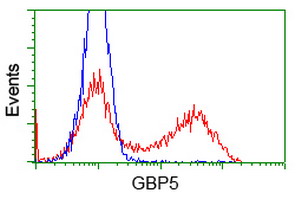 GBP5 Antibody - HEK293T cells transfected with either overexpress plasmid (Red) or empty vector control plasmid (Blue) were immunostained by anti-GBP5 antibody, and then analyzed by flow cytometry.