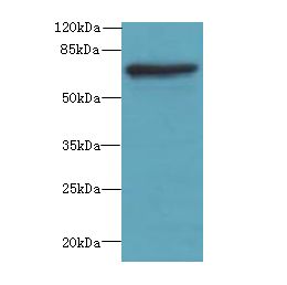GBP5 Antibody - Western blot. All lanes: GBP5 antibody at 6 ug/ml+ Mouse thymus tissue Goat polyclonal to rabbit at 1:10000 dilution. Predicted band size: 67 kDa. Observed band size: 67 kDa.