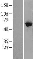 GBP5 Protein - Western validation with an anti-DDK antibody * L: Control HEK293 lysate R: Over-expression lysate