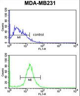 GBTS1 / DIRAS1 Antibody - DIRAS1 Antibody flow cytometry of MDA-MB231 cells (bottom histogram) compared to a negative control cell (top histogram). FITC-conjugated goat-anti-rabbit secondary antibodies were used for the analysis.