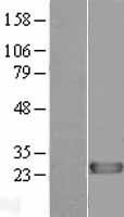 GBTS1 / DIRAS1 Protein - Western validation with an anti-DDK antibody * L: Control HEK293 lysate R: Over-expression lysate