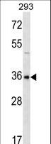 GBX1 Antibody - GBX1 Antibody western blot of 293 cell line lysates (35 ug/lane). The GBX1 antibody detected the GBX1 protein (arrow).