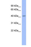 GBX2 Antibody - GBX2 antibody Western blot of Rat Lung lysate. Antibody concentration 1 ug/ml. This image was taken for the unconjugated form of this product. Other forms have not been tested.
