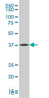 GBX2 Antibody - GBX2 monoclonal antibody (M01), clone 2A4. Western Blot analysis of GBX2 expression in human parotid gland.