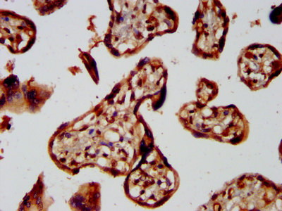 GBX2 Antibody - Immunohistochemistry image at a dilution of 1:300 and staining in paraffin-embedded human placenta tissue performed on a Leica BondTM system. After dewaxing and hydration, antigen retrieval was mediated by high pressure in a citrate buffer (pH 6.0) . Section was blocked with 10% normal goat serum 30min at RT. Then primary antibody (1% BSA) was incubated at 4 °C overnight. The primary is detected by a biotinylated secondary antibody and visualized using an HRP conjugated SP system.